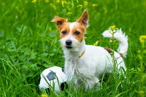 Köpek Jack Russell Terrier yeşil çimlerin üzerinde futbol topuyla oynuyor. Ev hayvanı.
