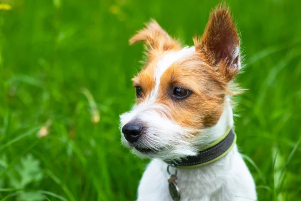 Retrato de um cão, Jack Russell Terrier na relva verde. Caseiro, animal de estimação bonito olhando diretamente para a câmera. Espaço de cópia — Fotografia de Stock