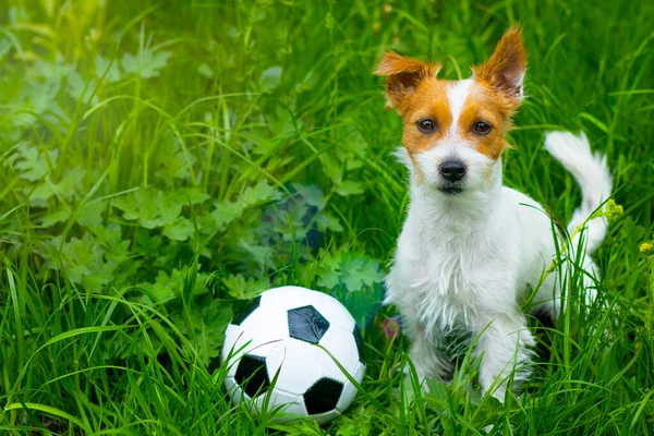 Portret psa, Jack Russell Terrier na zielonej trawie, gra w piłkę nożną. Pet pet siedzi na łące — Zdjęcie stockowe