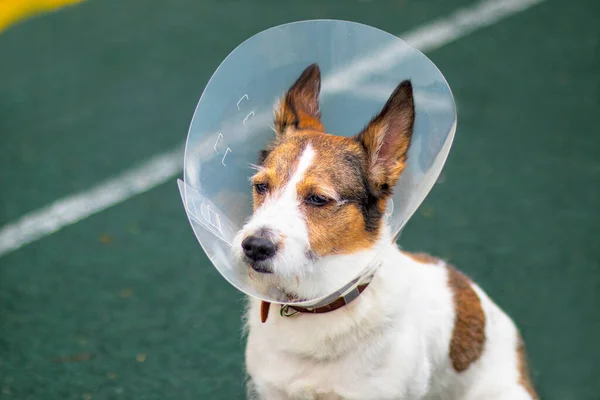 Köpek onu kesiklerden korumak için Elizabeth dönemine ait plastik bir tıbbi tasma takıyor. Spor sahasında. Üzgün köpek cins Jack Russell Terrier — Stok fotoğraf