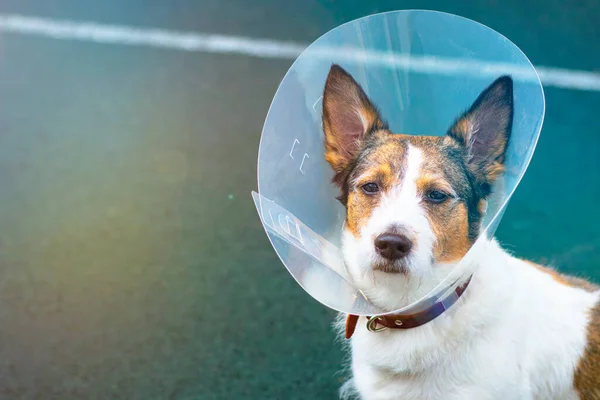 Elizabethan collar cheap pet stock