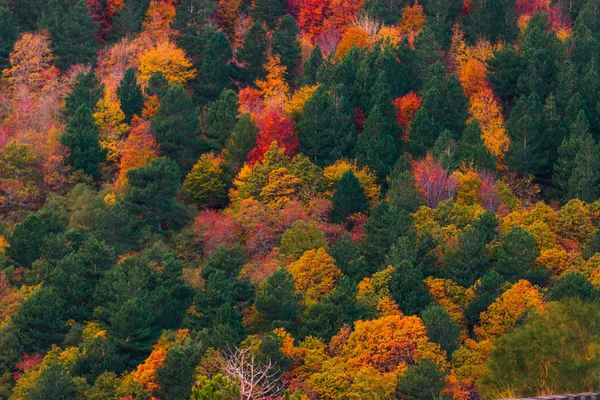 Gelbe Und Orangefarbene Blätter Den Bäumen Während Der Herbstsaison Wilde — Stockfoto