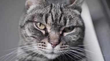 Arka planda Uykucu Kedi 'nin Kapanışı, kapat