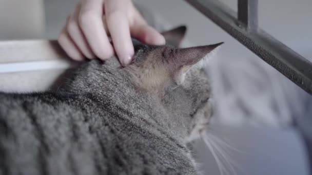 Flicka Petting Tabby Cat — Stockvideo