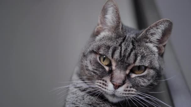 Gato Bonito Com Bigode Longo — Vídeo de Stock