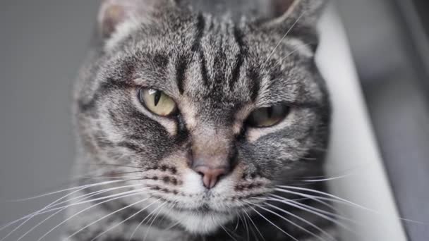 Nahaufnahme Einer Verschlafenen Katze Hintergrund Nahaufnahme — Stockvideo