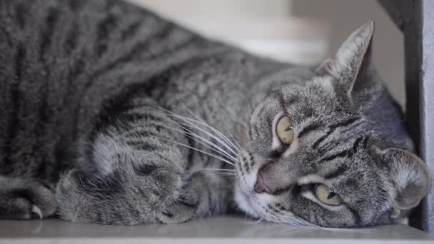 長い口ひげを持つ美しい猫 — ストック動画