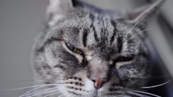 Gros plan de chat endormi sur le fond, gros plan 