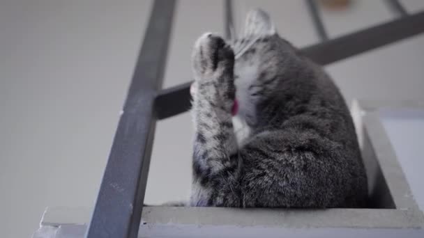 Cute Cat Cleaning Itself — Stock Video