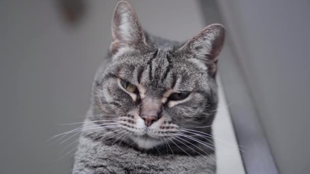 Gros plan d'un chat léchant sa patte 