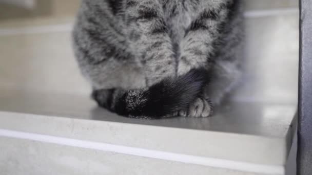 階段の上に座っている甘い猫のクローズアップ — ストック動画