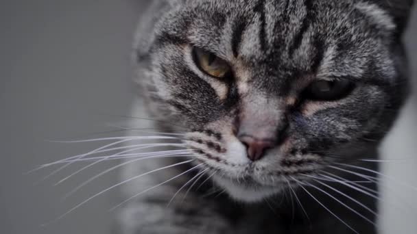 Gato Bonito Com Bigode Longo — Vídeo de Stock