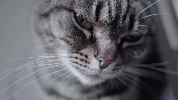 Gros Plan Chat Endormi Sur Fond Gros Plan — Video