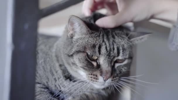 Mädchen Streichelt Gestromte Katze — Stockvideo