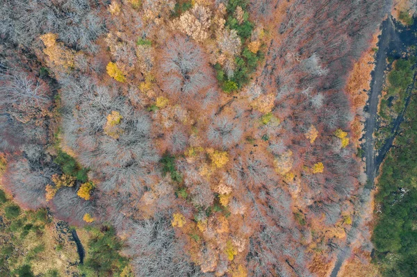 Aerial View Forest Autumn Season Colorful Trees Seen Volcano Etna — Stock Photo, Image