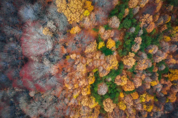 Aerial View Forest Autumn Season Colorful Trees Seen Volcano Etna — Stock Photo, Image