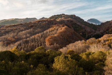 Dağlarda sonbahar mevsimi Volkan Etna, Sicilya, İtalya 'da renkli ağaçlar