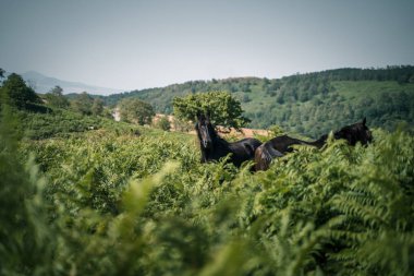 Yeşil çayırlarda otlayan vahşi atlar, Sicilya kırsalları, vahşi eğrelti otları.