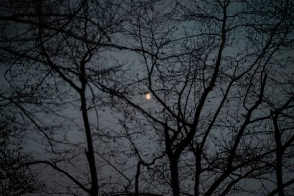 Krásný Měsíc Mezi Suchými Větvemi Stromů Při Západu Slunce — Stock fotografie