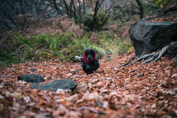 Cocker Che Cammina Nel Bosco Foglie Terra Cane Carino — Foto Stock