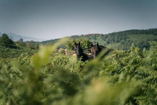 Wild Horses Grazing Green Prairie Sicilian Countryside Field Wild Ferns — Stock Photo, Image