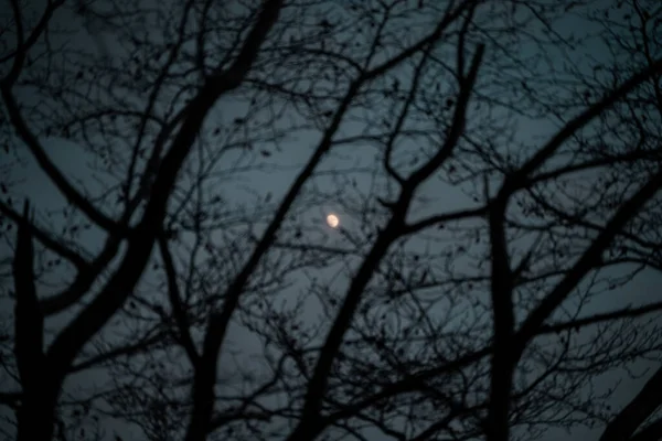 Lua Bonita Entre Ramos Secos Das Árvores Pôr Sol Fotos De Bancos De Imagens