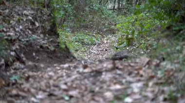 Ormanda, yapraksız ağaçların arasında, Etna volkanında kış mevsimi