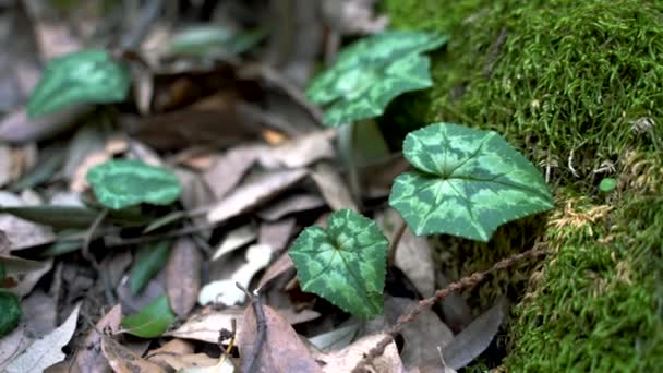 Hermosas Hojas Verdes Bosque Atardecer Fondo Natural — Vídeo de stock