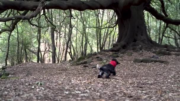 Netter Cockerspaniel Wald Zwischen Bäumen Ohne Blätter Wintersaison Auf Dem — Stockvideo
