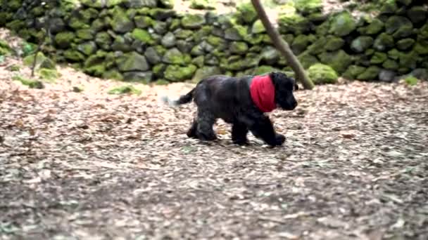 森の中のかわいいコッカー スパニエル 葉のない木の間 火山エトナ山の冬の季節 — ストック動画