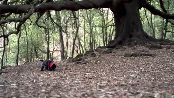 Cute Cocker Spaniel Woods Trees Leaves Winter Season Volcano Etna — Stock Video