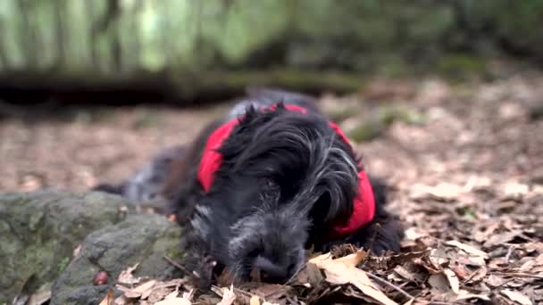 可爱的小猎犬在树林里 在没有叶子的树上 冬天在埃特纳火山上 — 图库视频影像