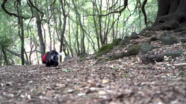 Cute Cocker Spaniel Floresta Entre Árvores Sem Folhas Temporada Inverno — Vídeo de Stock