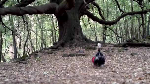 Anjing Spaniel Yang Lucu Hutan Antara Pepohonan Tanpa Daun Musim — Stok Video