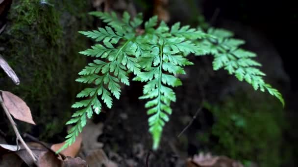 Beautiful Wild Ferns Woods Sunset Natural Background — Stock Video