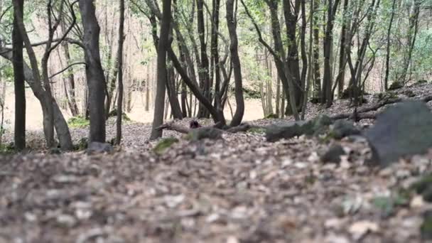 Lindo Cocker Spaniel Bosque Entre Los Árboles Sin Hojas Temporada — Vídeo de stock