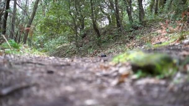 Drăguț Cocker Spaniel Pădure Printre Copaci Fără Frunze Sezonul Iarnă — Videoclip de stoc