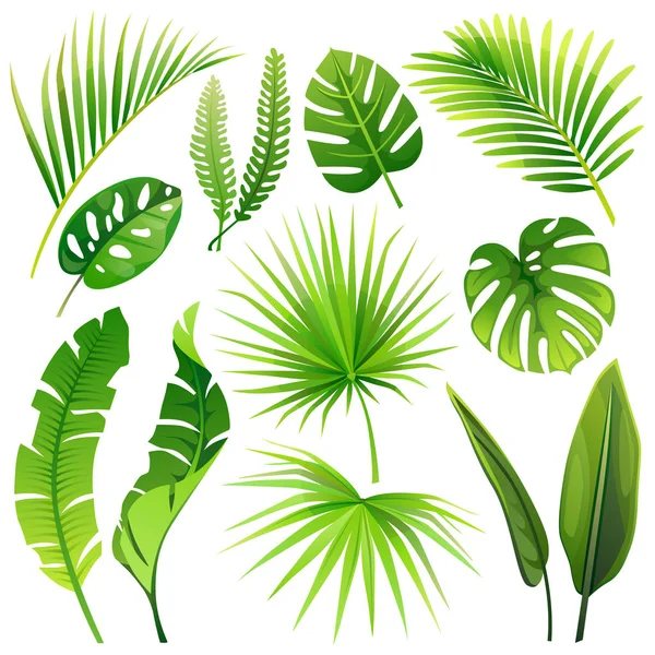 Conjunto Hojas Tropicales Vectoriales Ilustración Vectorial Plantas Realistas — Vector de stock