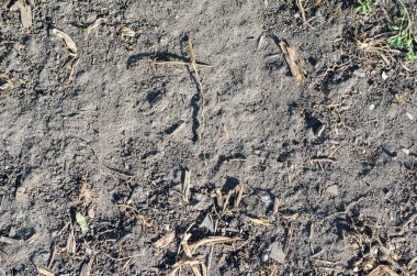 Eski yaprakları arka plan toprakla