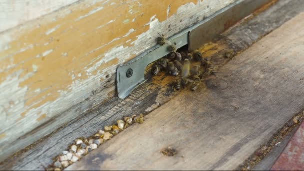 Bienen arbeiten in der Nähe des Bienenstocks — Stockvideo