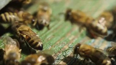 Arılar yakınındaki bir arı kovanı yakın çekim