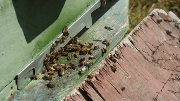As abelhas perto da colmeia — Vídeo de Stock