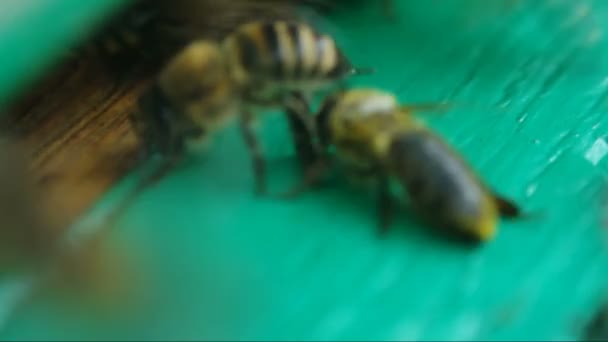 Bienen in der Nähe eines Bienenstocks aus nächster Nähe — Stockvideo