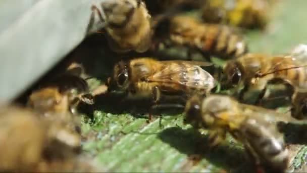 Οι μέλισσες κοντά σε μια κυψέλη γκρο πλαν — Αρχείο Βίντεο