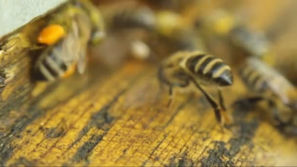 蜜蜂靠近蜂巢特写 — 图库视频影像