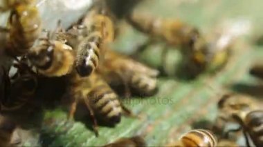 Arılar yakınındaki bir arı kovanı yakın çekim