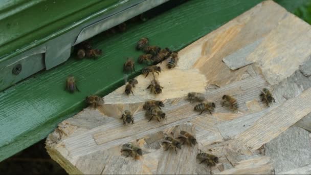Пчелы возле жука — стоковое видео