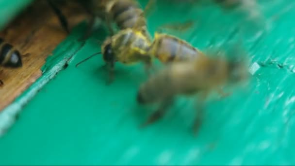 Bienen in der Nähe eines Bienenstocks aus nächster Nähe — Stockvideo