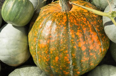 taze hasat kabaklar bir grup