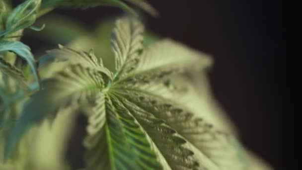 Crecimiento Vegetativo Hoja Cannabis Tiembla Viento Fondo Oscuro — Vídeos de Stock